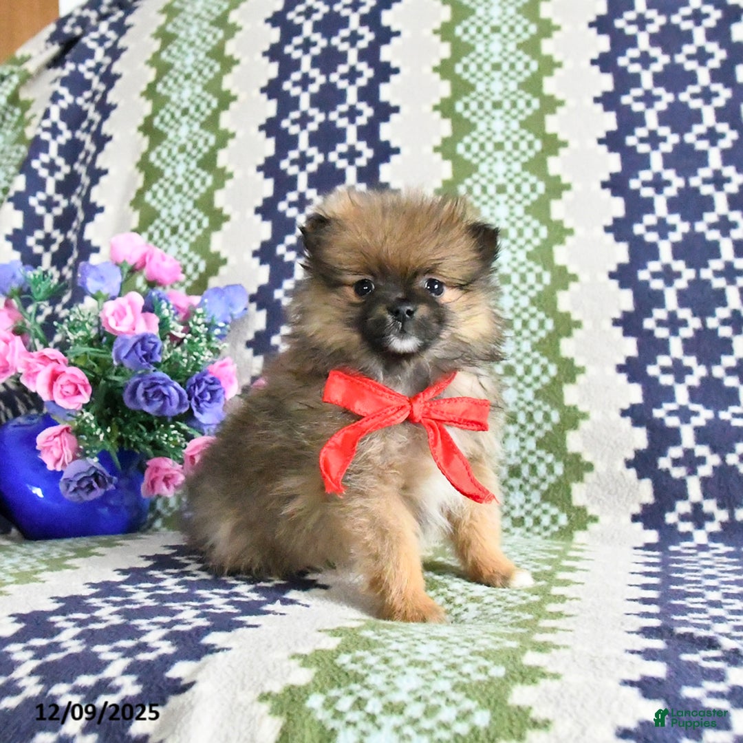 Pomeranian dogs for sale: Bandit - Ad 3