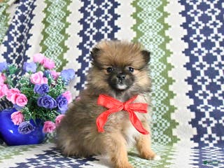 Pomeranian dogs Bandit - Ad 4