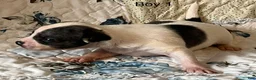 Chiweenie dogs for sale: Chiweenie 1 - Ad 14