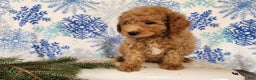 Mini Goldendoodle dogs for sale: Nash - Ad 15