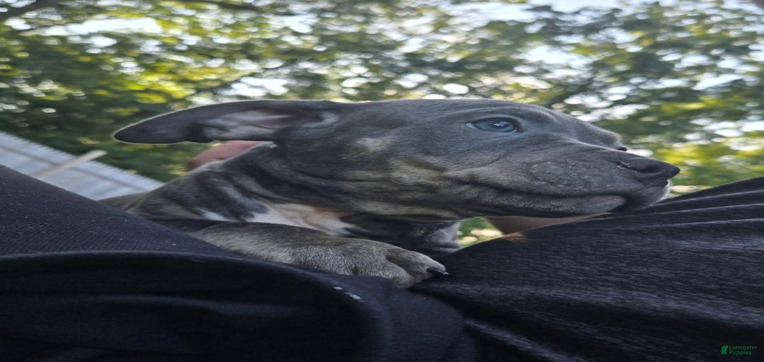 Gallery Image {{count}}