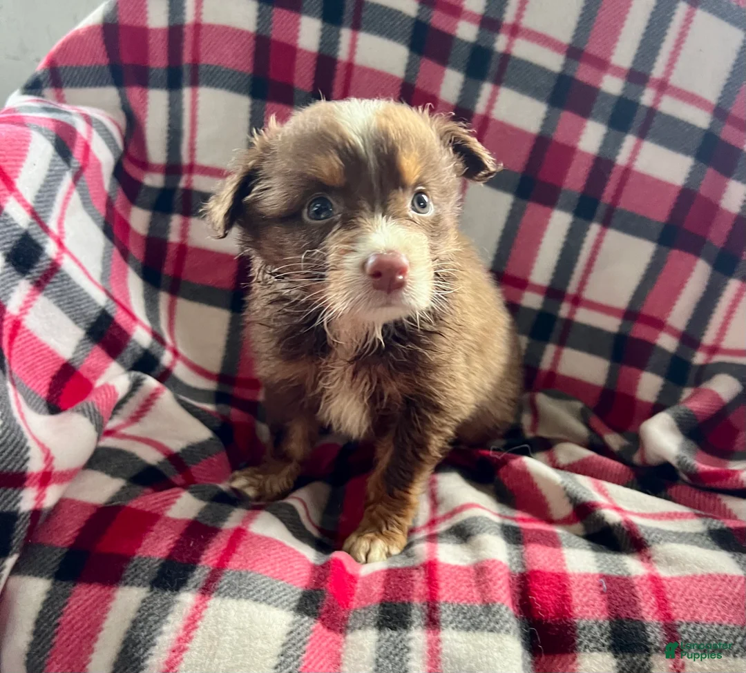 Australian Shepherd dogs for sale: April May Girl Australian Shepherd  - Ad 1