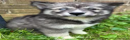Siberian Husky dogs for sale: Charlotte - Ad 8