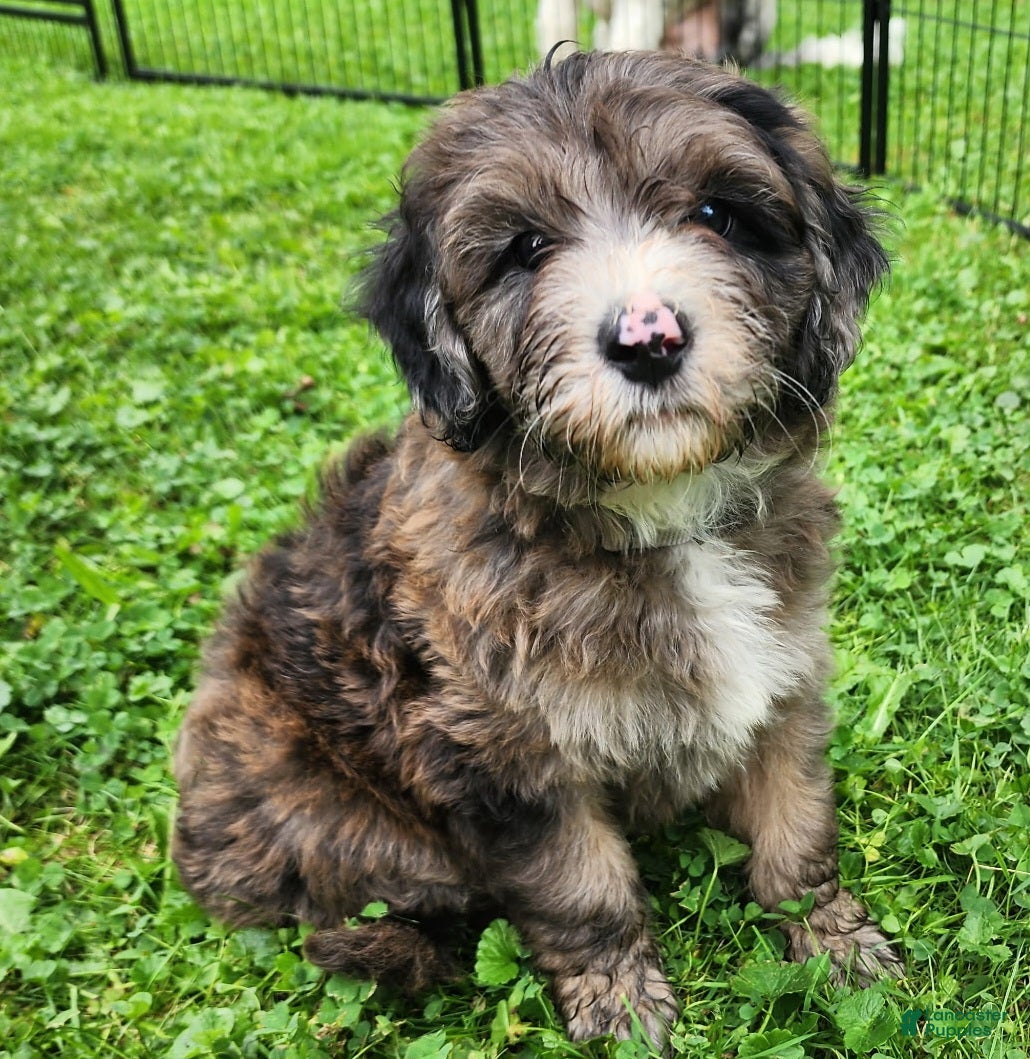 Mini Sheepadoodle dogs Rocky - Ad 1