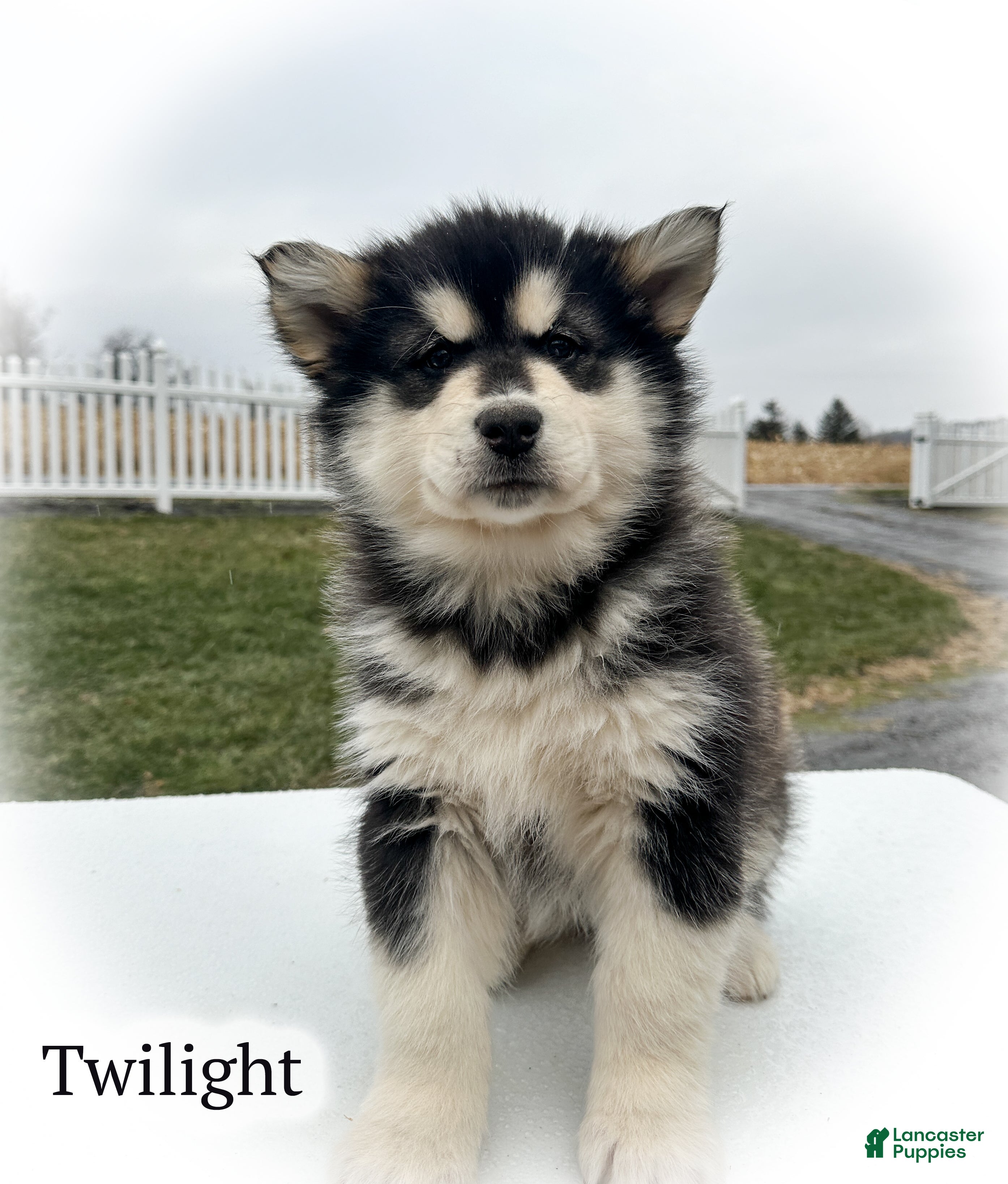 Alaskan Malamute dogs Twilight  - Ad 16