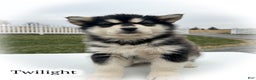 Alaskan Malamute dogs for sale: Twilight  - Ad 1