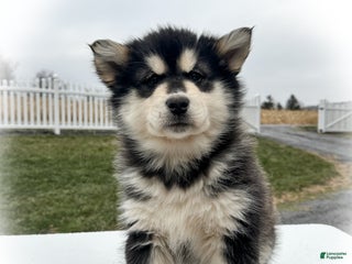 Alaskan Malamute dogs Twilight - Ad 16