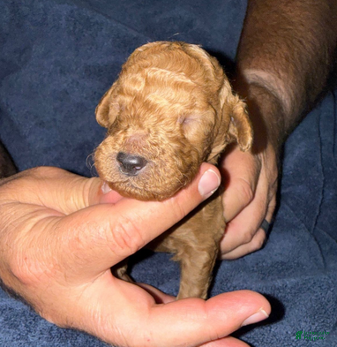 Goldendoodle dogs for sale: H25 Male Gray Collar - Ad 3