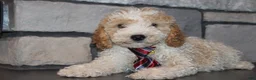 Mini Goldendoodle dogs for sale: Mini Ziggy - Ad 16