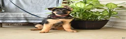German Shepherd dogs for sale: Nina - Ad 1