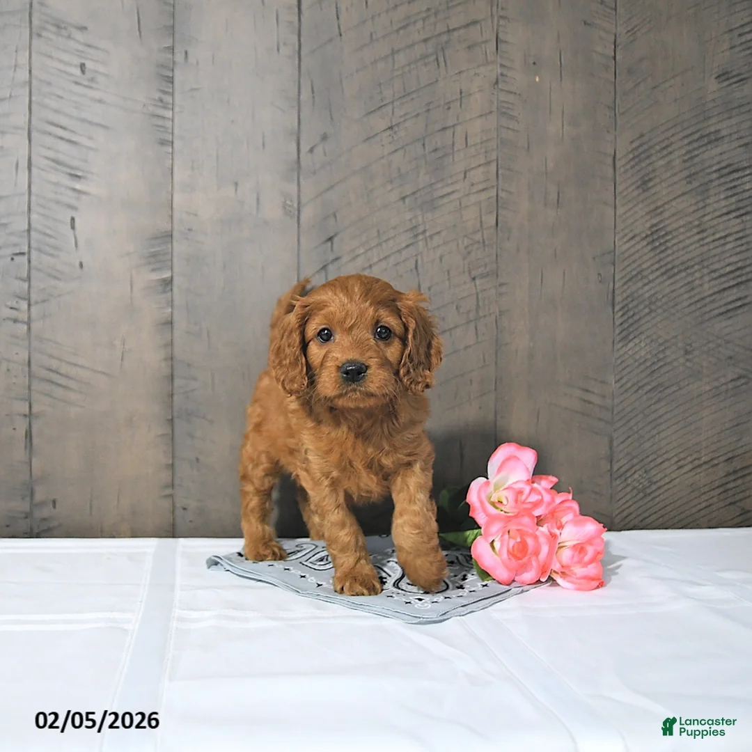 Cavapoo dogs for sale: Freya - Ad 5