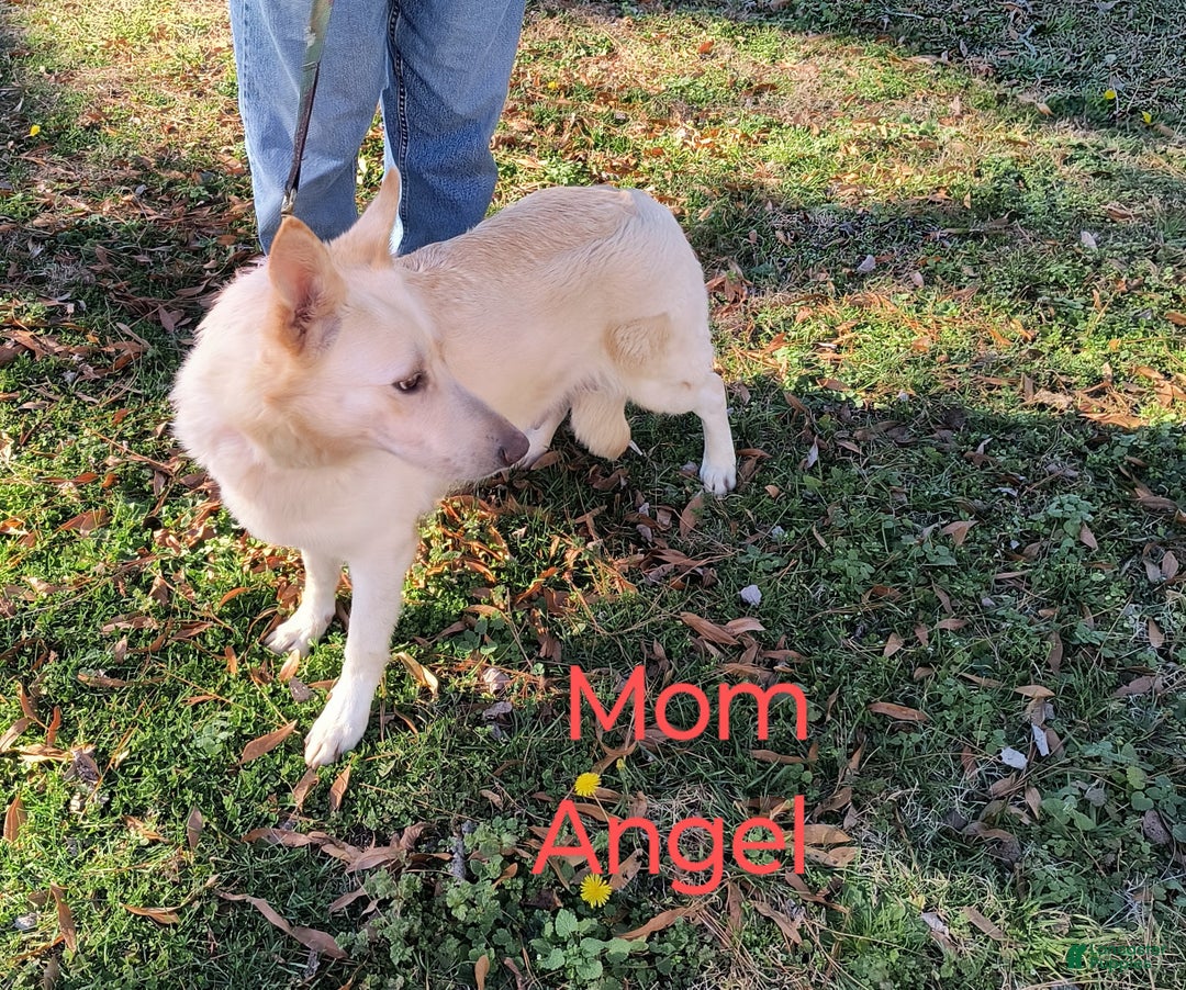 German Shepherd dogs for sale: Green collar female  - Ad 4