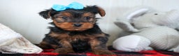 Yorkshire Terrier dogs for sale: CHARLIE - Ad 1