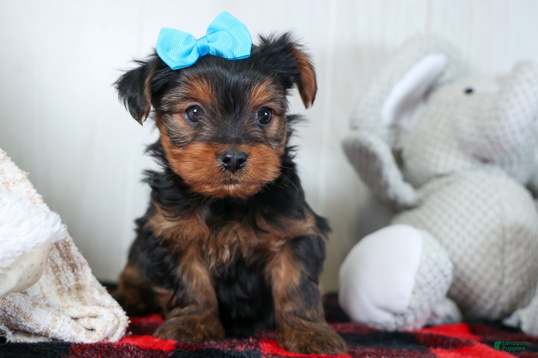 Yorkshire Terrier dogs for sale: CHARLIE - Ad 1