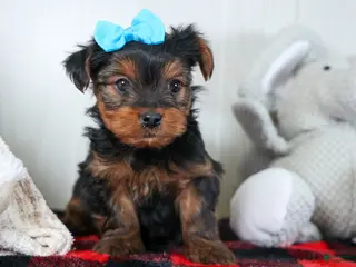 Yorkshire Terrier dogs CHARLIE - Ad 9