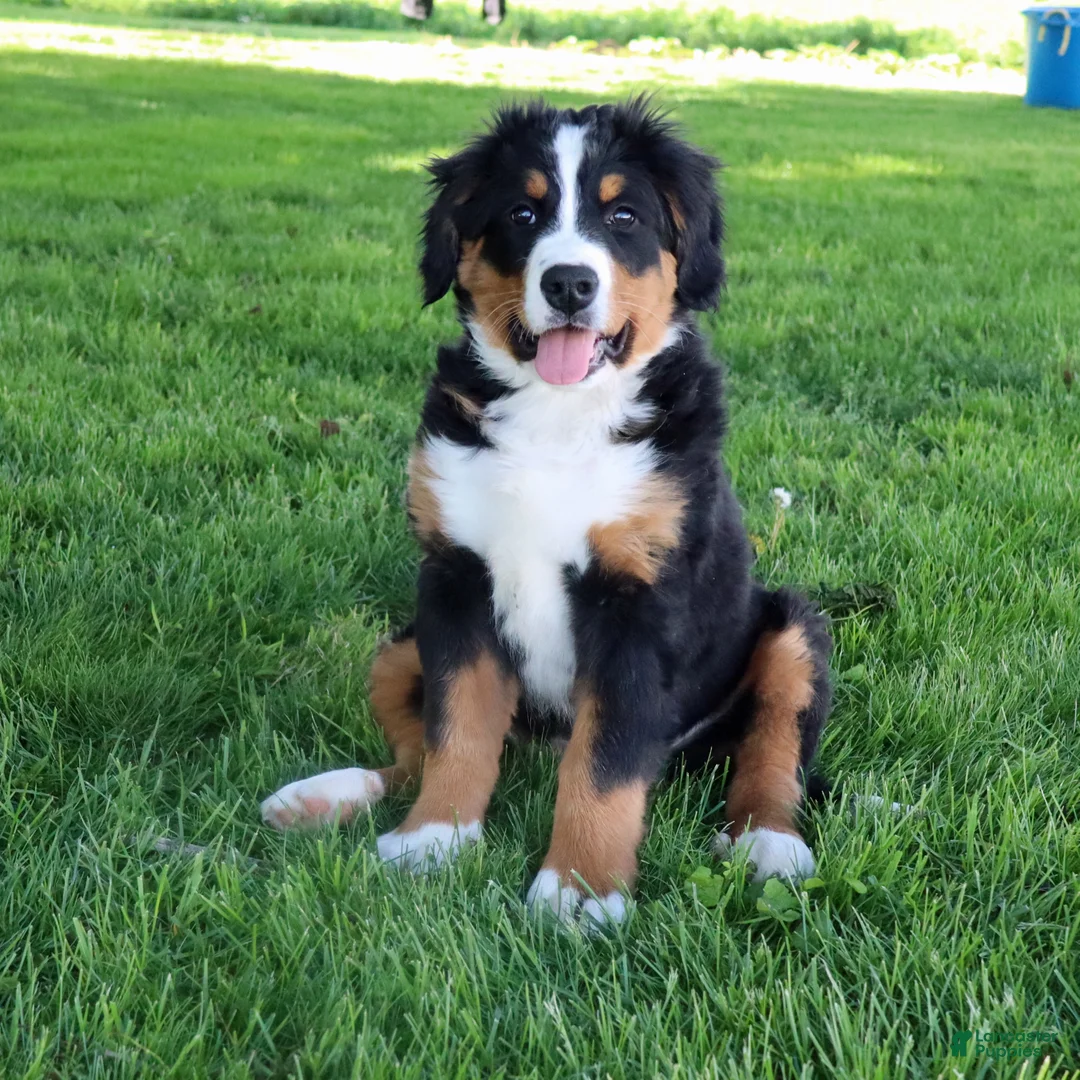Bernese Mountain Dog dogs for sale: Bernese Mountain Dog Puppy 1 - Ad 1