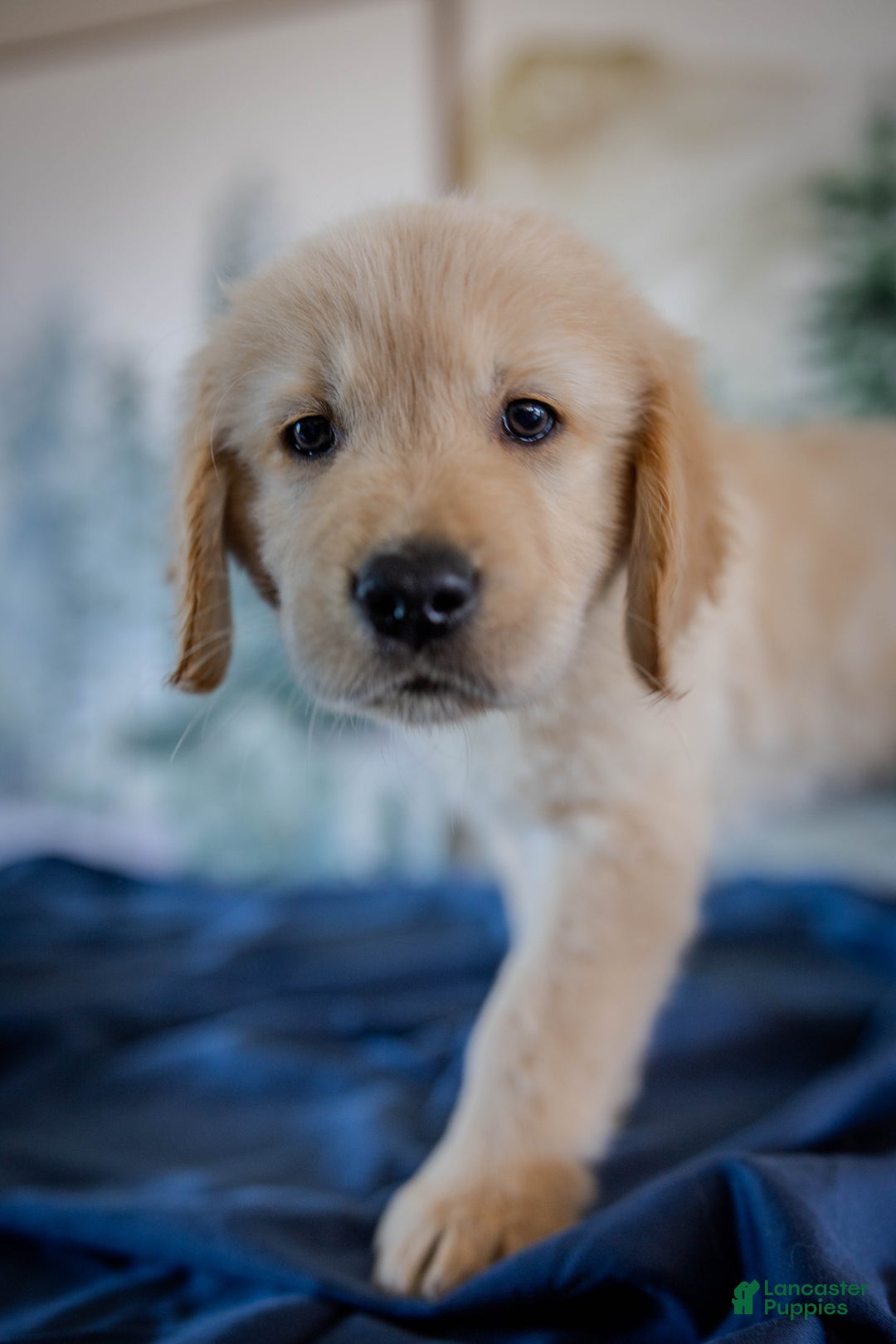 Golden Retriever dogs for sale: Red - Ad 9