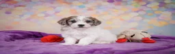 Maltipoo dogs for sale: Tessa - Ad 3