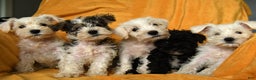 Schnoodle dogs for sale: Everett - Ad 13