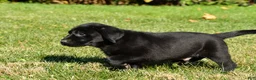 Labrador Retriever dogs for sale: Cade - Ad 3