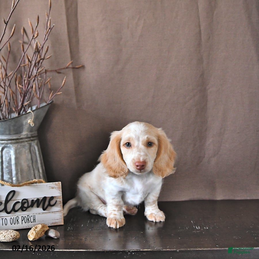 Miniature Dachshund dogs Sugar - Ad 1