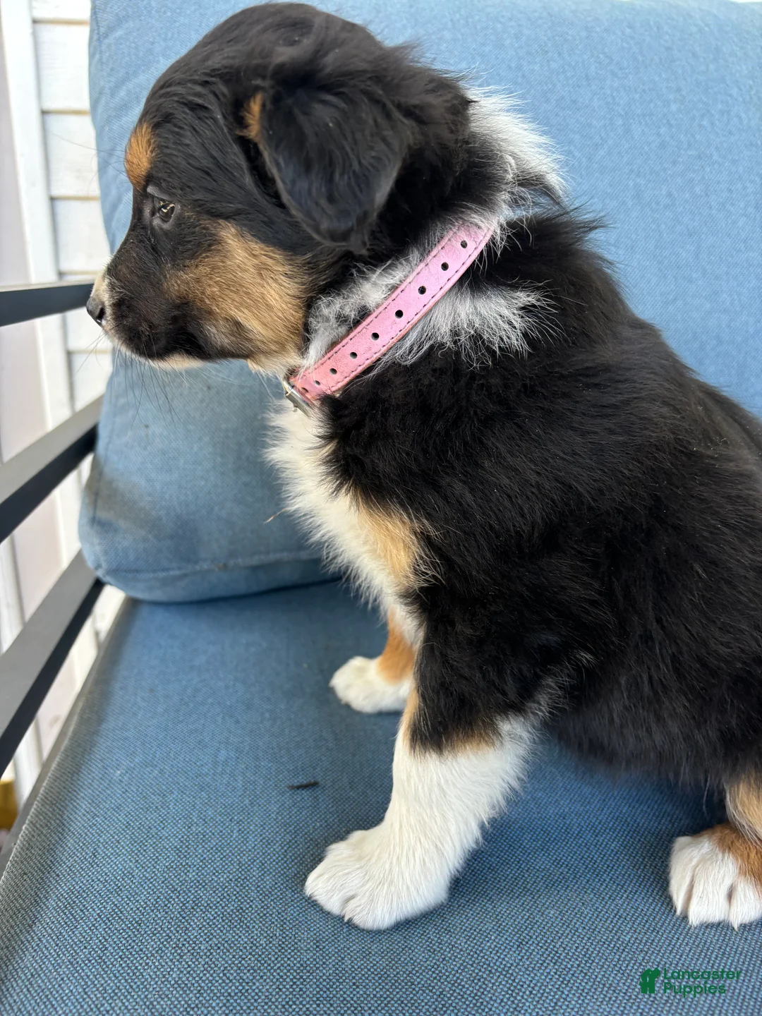 Mixed Breed dogs for sale: Lizzie - Ad 1