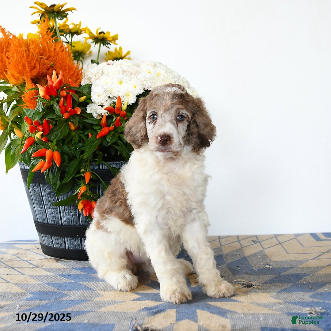 Standard Poodle dogs for sale: Meadow - Ad 4