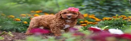 Cavapoo dogs for sale: Aspen - Ad 3