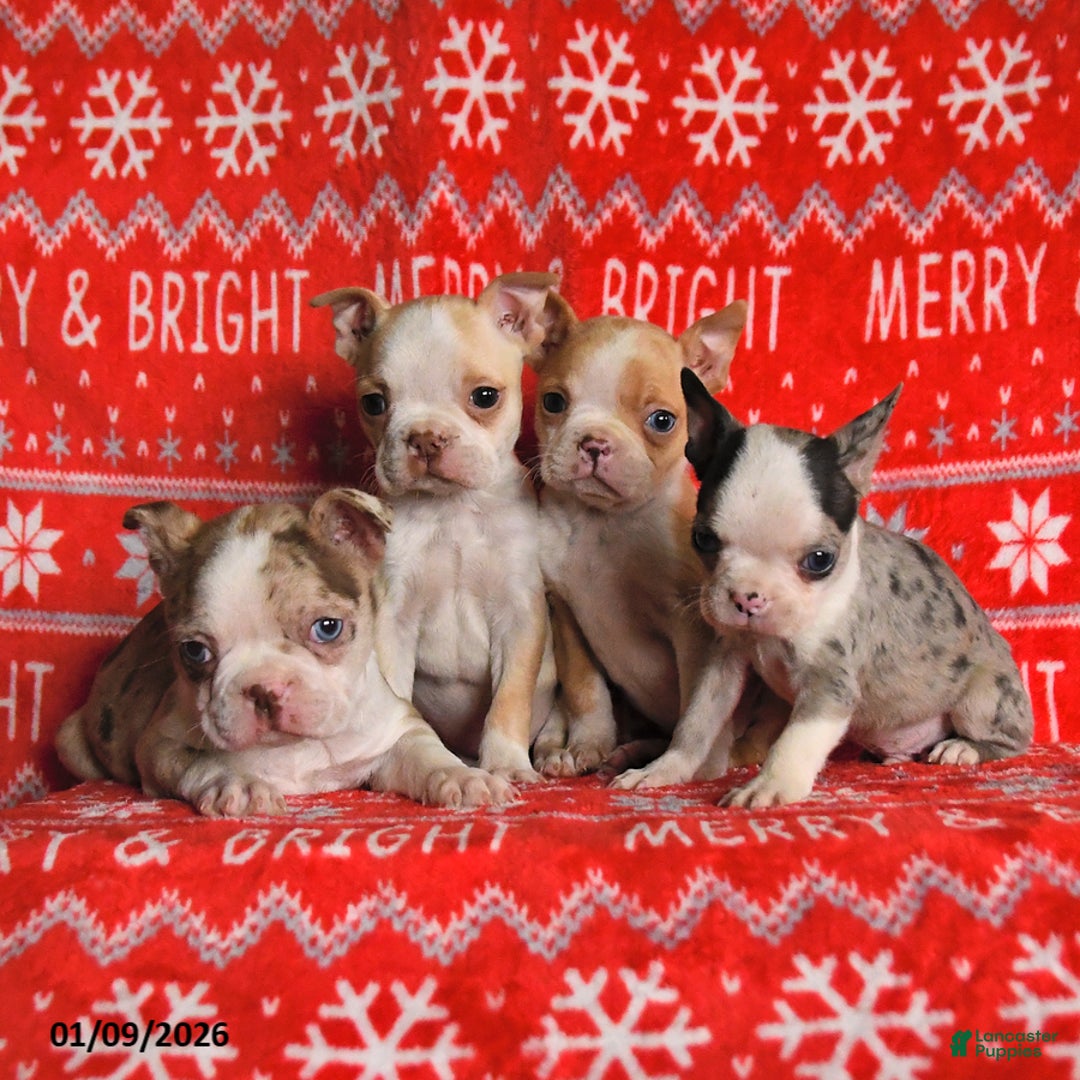 Boston Terrier dogs for sale: Indiana - Ad 3