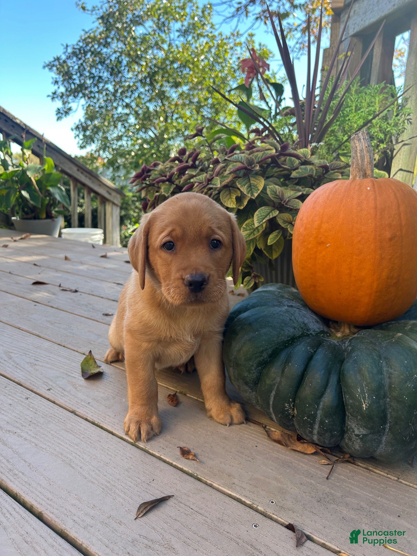 Labrador Retriever dogs Ember - Ad 1