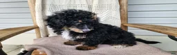 Mini Bernedoodle dogs for sale: Karly - Ad 10