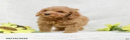 Mini Goldendoodle dogs for sale: Leon - Ad 14