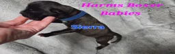 Boxer dogs for sale: Sierra - Ad 4
