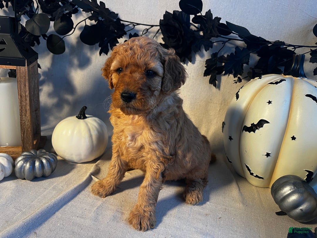 Goldendoodle dogs for sale: Yellow Collar-Jack - Ad 2