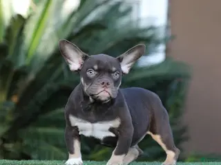 American Bully dogs American Bully Puppy 1 - Ad 11