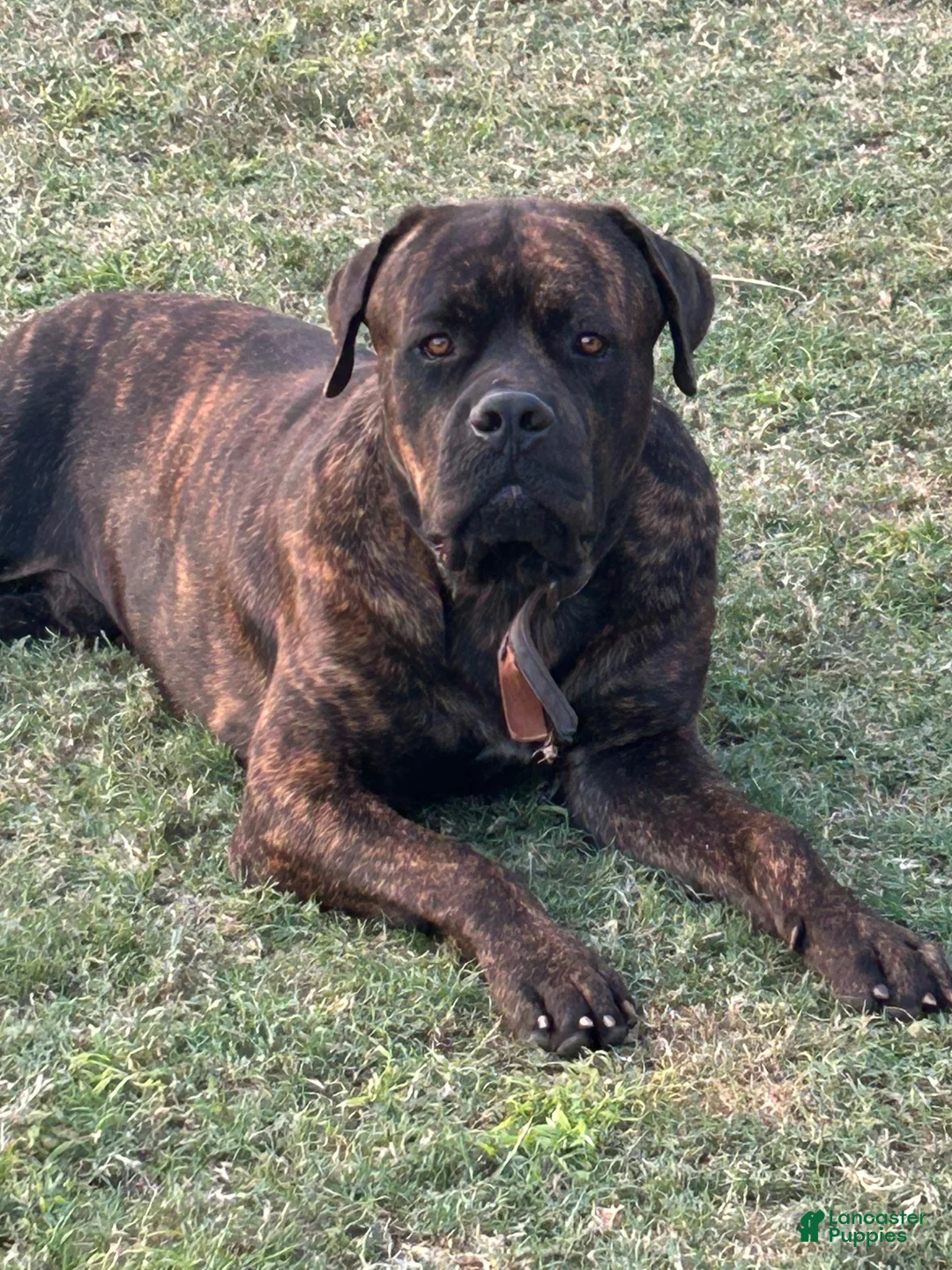 Cane Corso dogs for sale: Cane Corso 1 - Ad 6