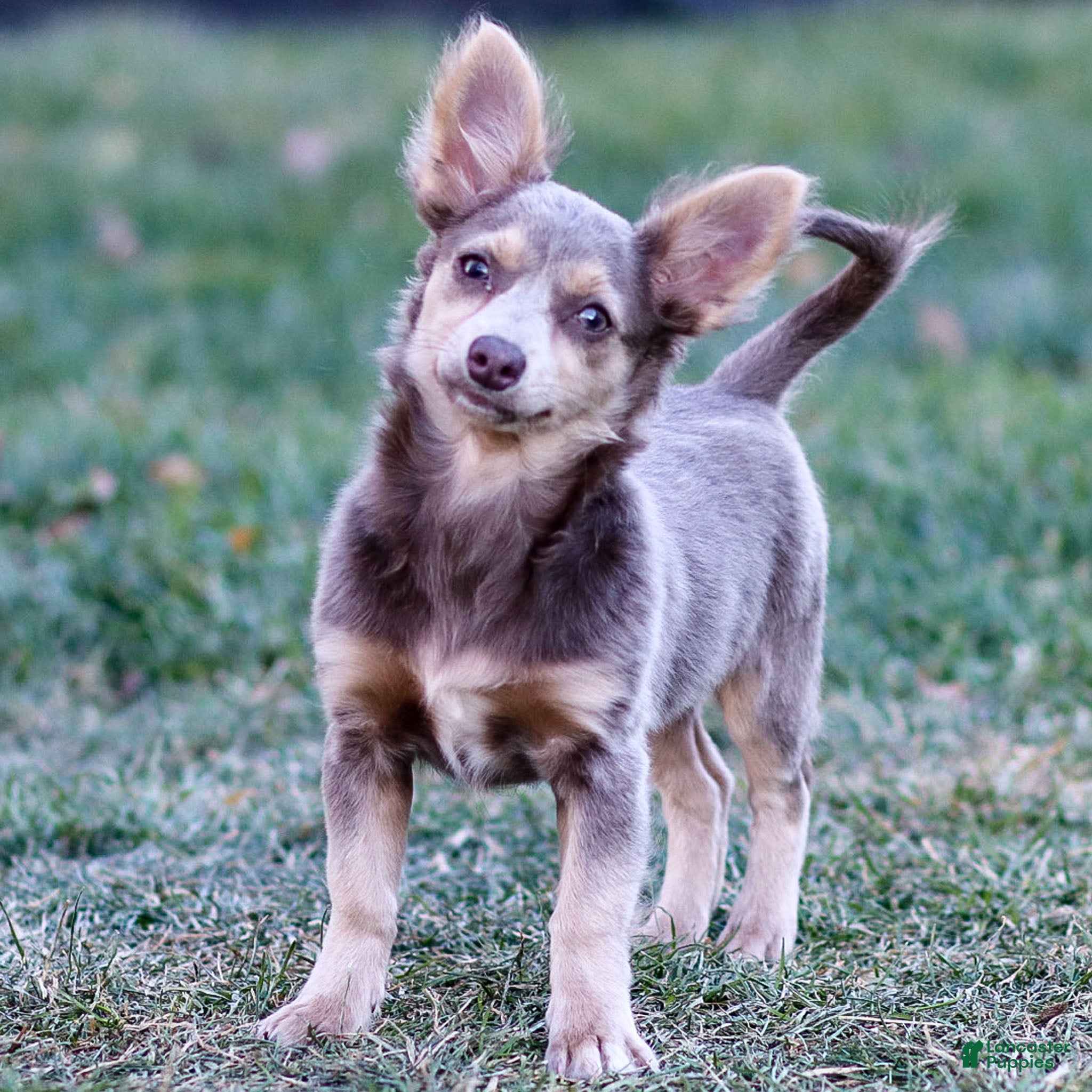 Chihuahua dogs Pamela - Ad 34