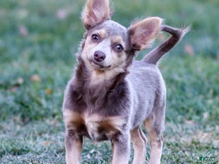 Chihuahua dogs Pamela - Ad 14