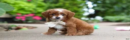 Cavapoo dogs for sale: Pumpkin - Ad 3