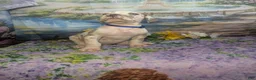 Great Dane dogs for sale: Charming Blue Fawnequin Male  - Ad 3