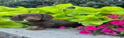 Miniature Dachshund dogs for sale: Diesel - Ad 3