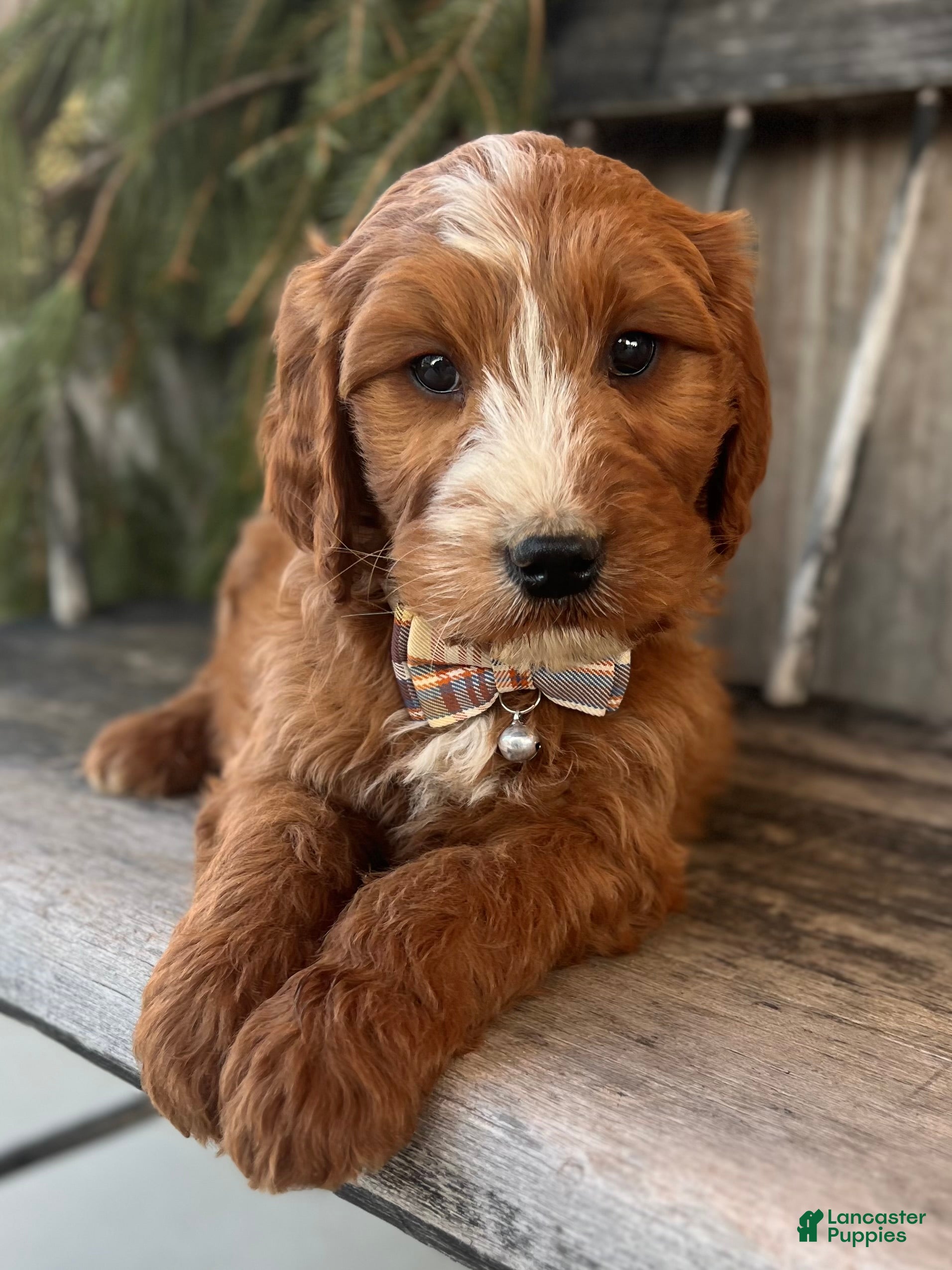 Irish Doodle dogs Asher - Ad 14