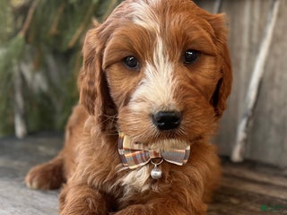 Irish Doodle dogs Asher - Ad 5