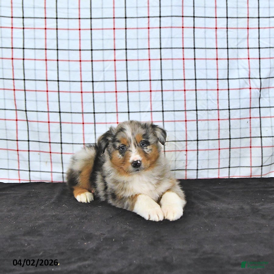 Australian Shepherd dogs Percy - Ad 1