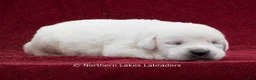 Labrador Retriever dogs for sale: Milo - Ad 3