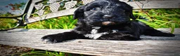 Havapoo dogs for sale: Harmony - Ad 26