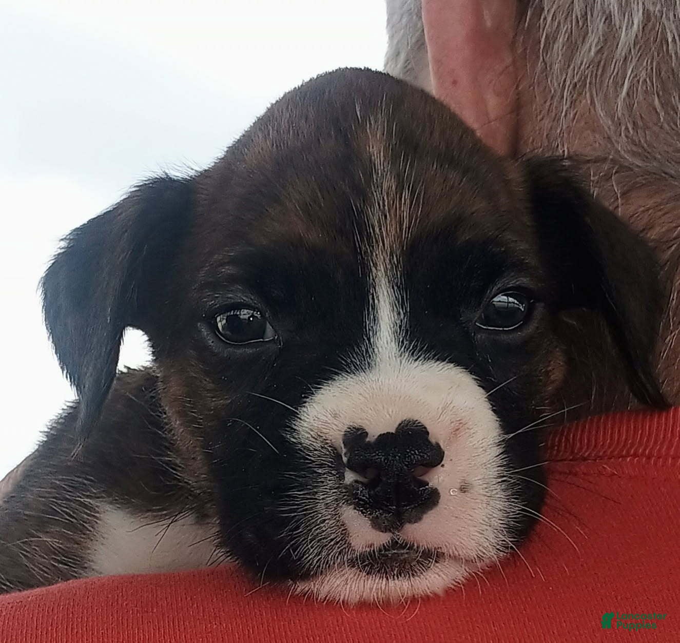 Boxer dogs Miss McCuddles - Ad 1