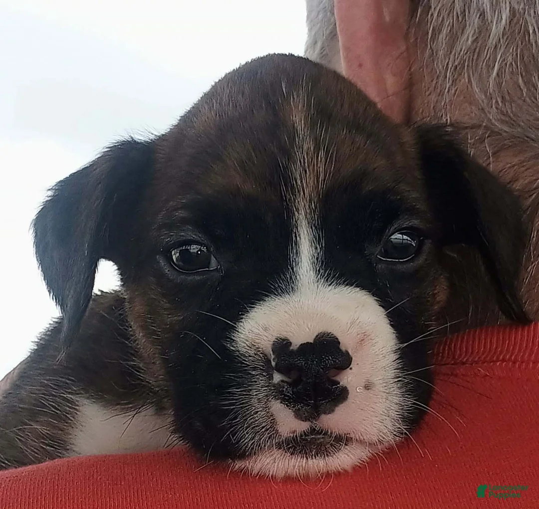 Boxer dogs for sale: Miss McCuddles - Ad 1