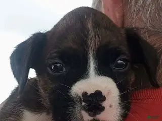 Boxer dogs for sale: Miss McCuddles - Ad 3