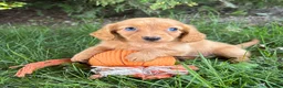 Dachshund dogs for sale: Pippa - Ad 3